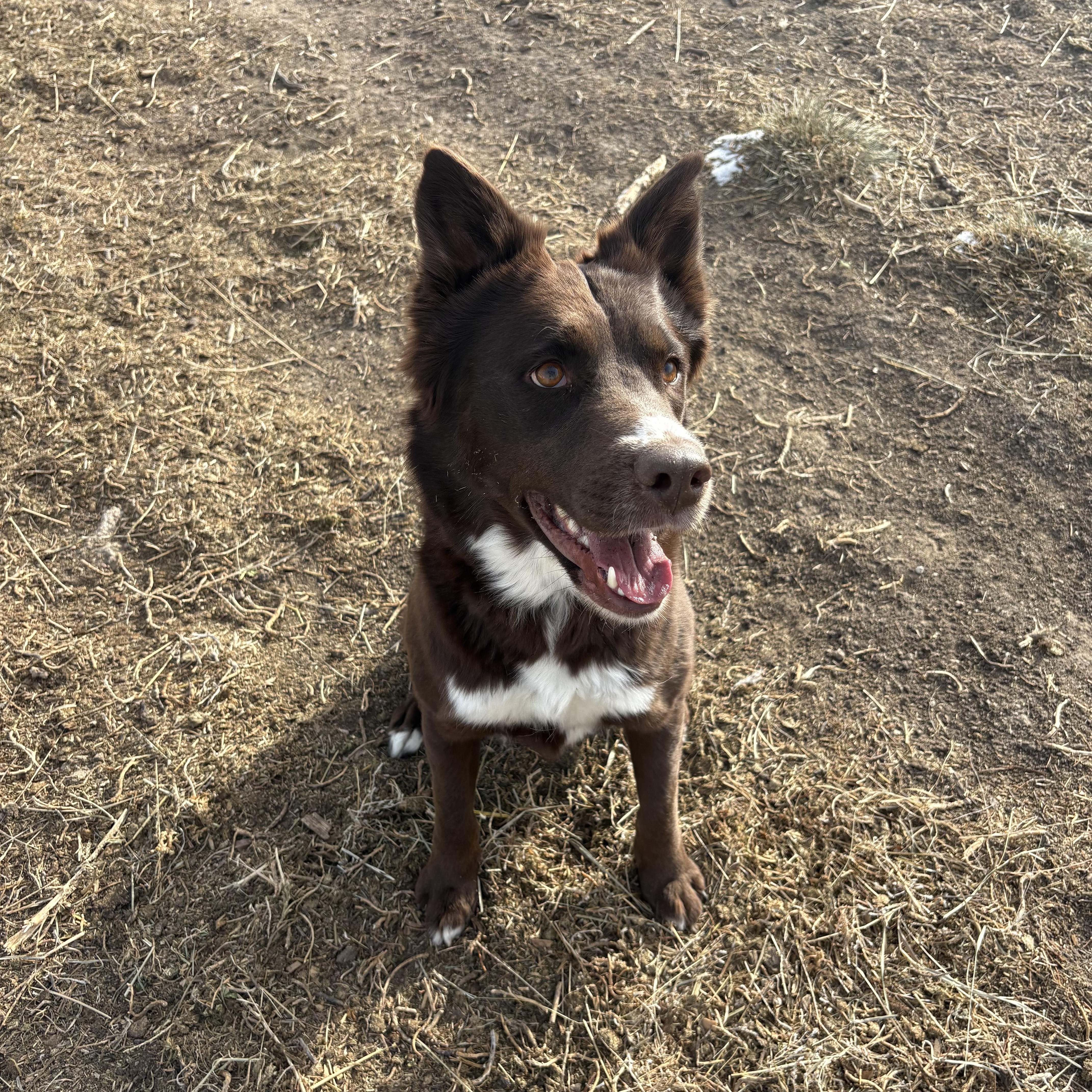 Sabrina, a ADOPTABLE mixed breed in Grant, NE image 4/5