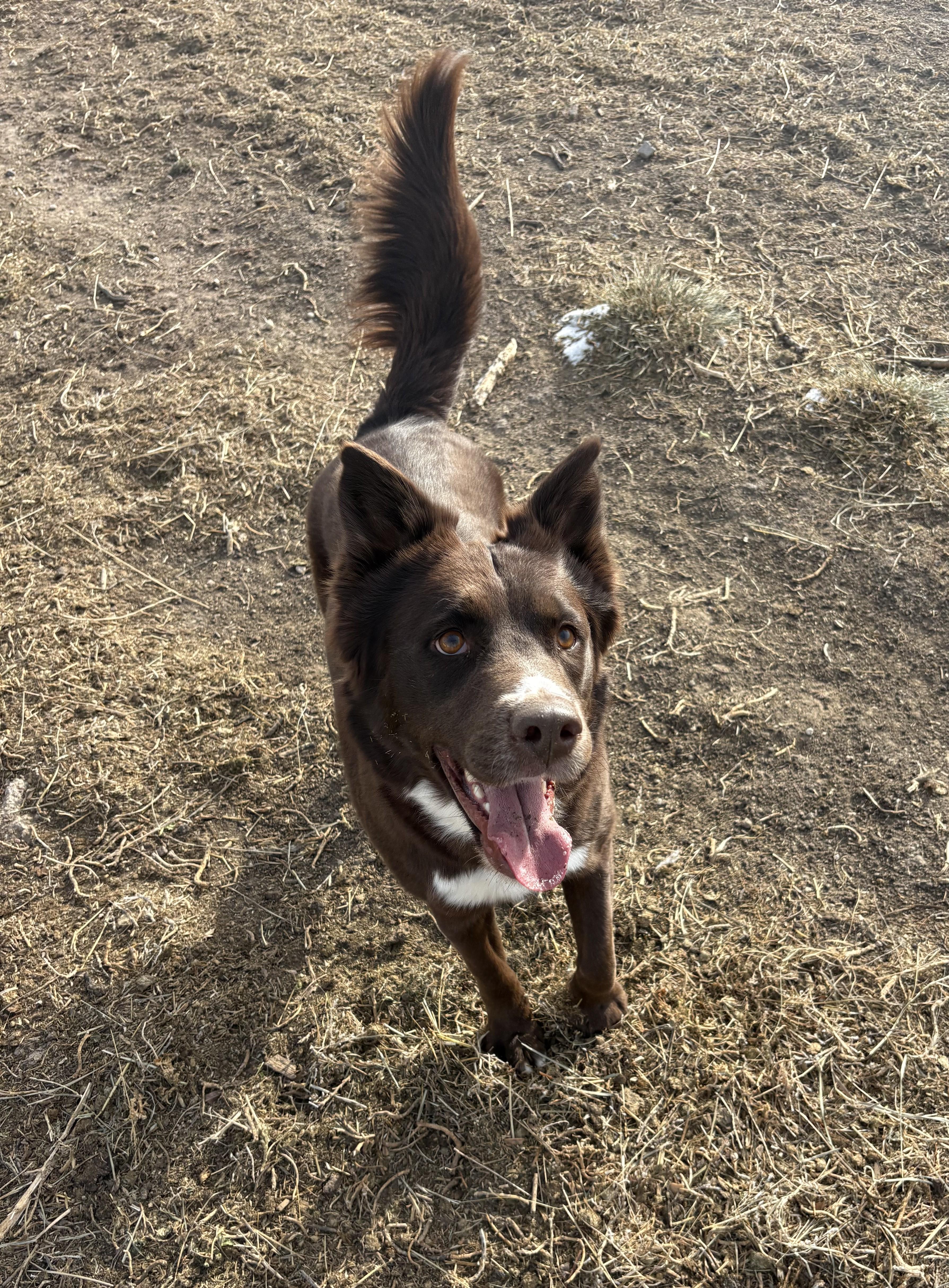 Sabrina, a ADOPTABLE mixed breed in Grant, NE image 2/5