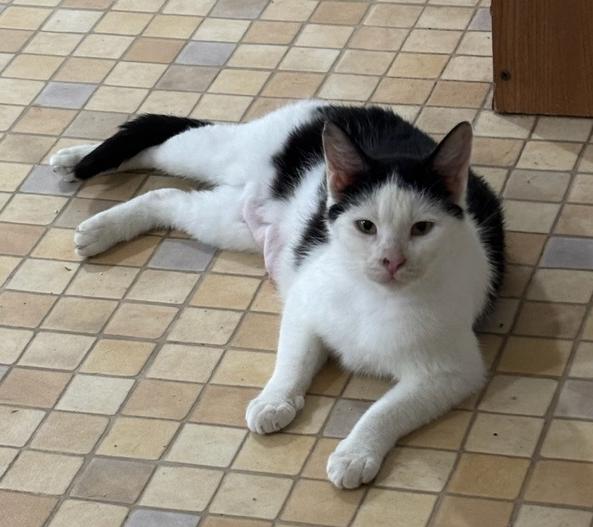 Clarabell, Adoptable, Adult Female Domestic Short Hair.