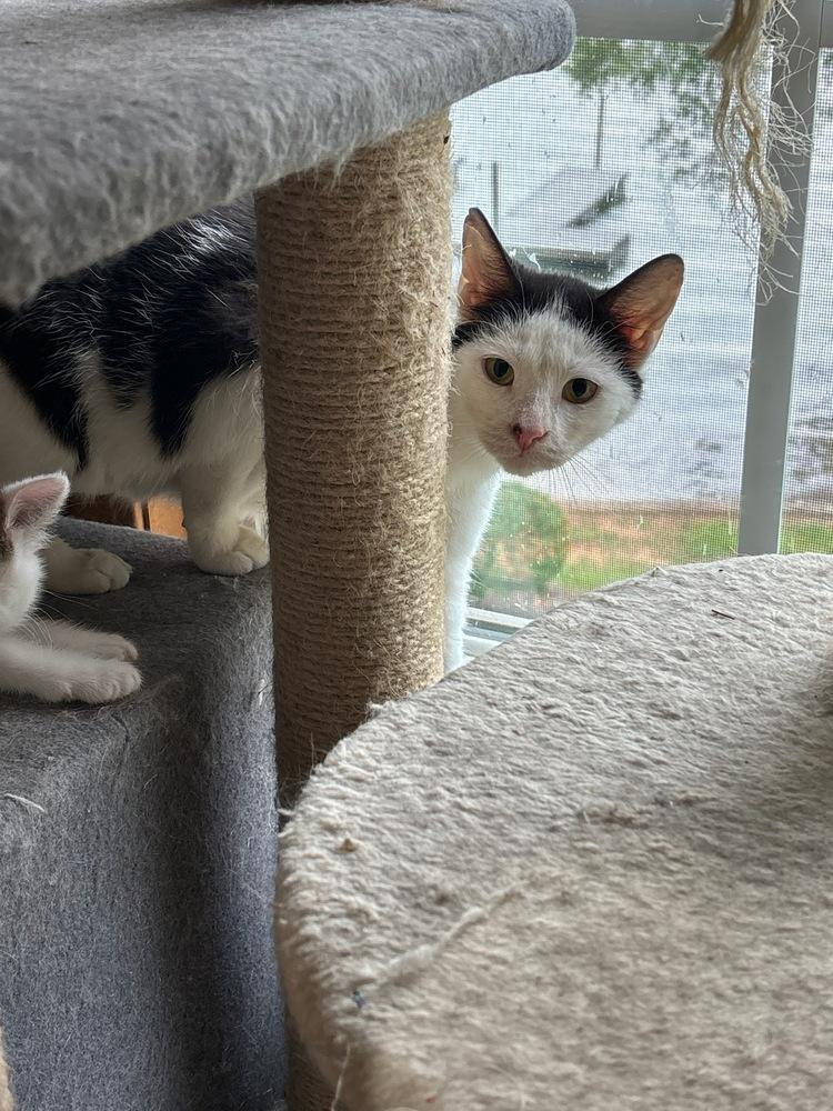 Clarabell, Adoptable, Adult Female Domestic Short Hair.