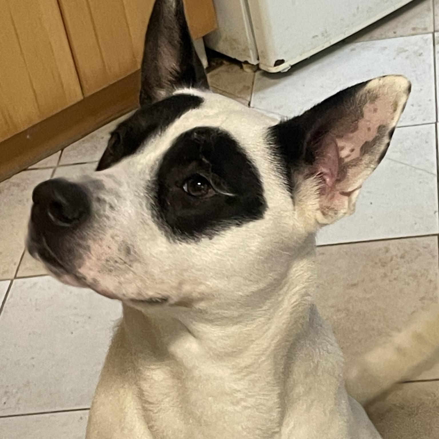 Kane the Panda Bear, ADOPTABLE, Adult Male American Bully & Husky.