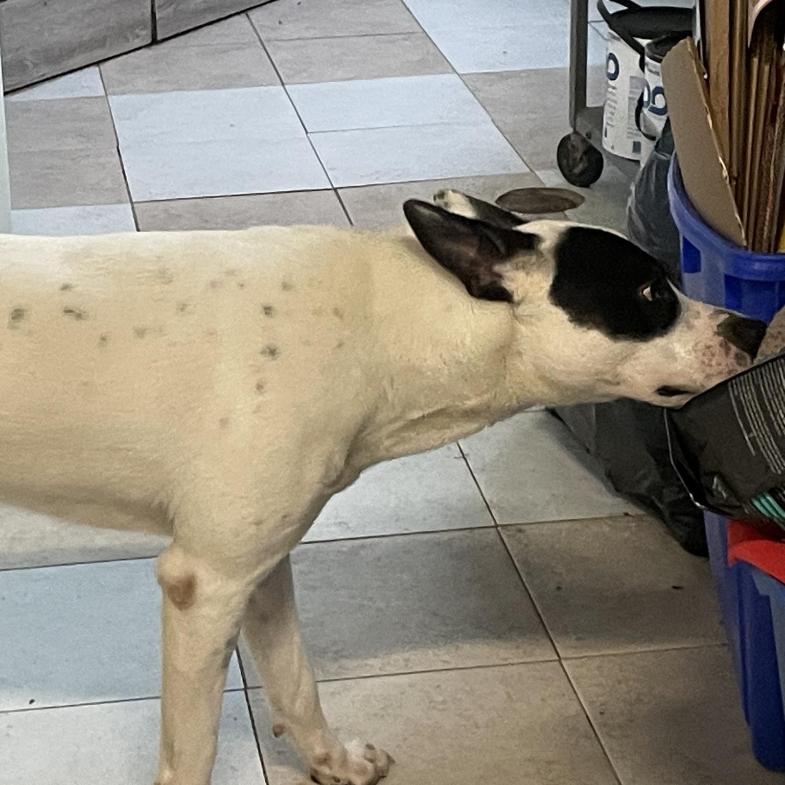 Enlarge Kane, a ADOPTABLE mixed breed in Richmond Hill, ON image 3/3