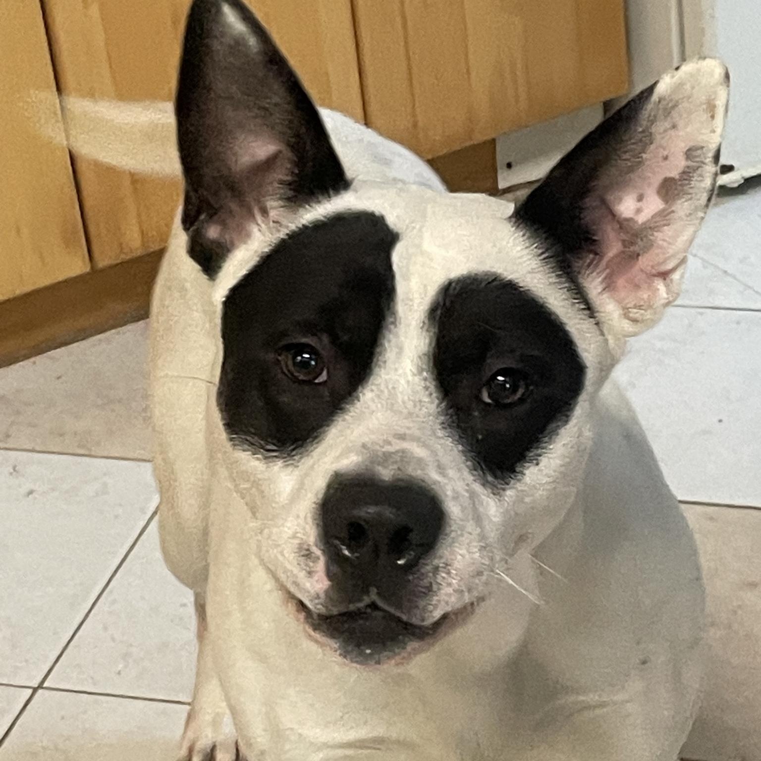 Kane, ADOPTABLE, Young Male Pit Bull Terrier & Husky.