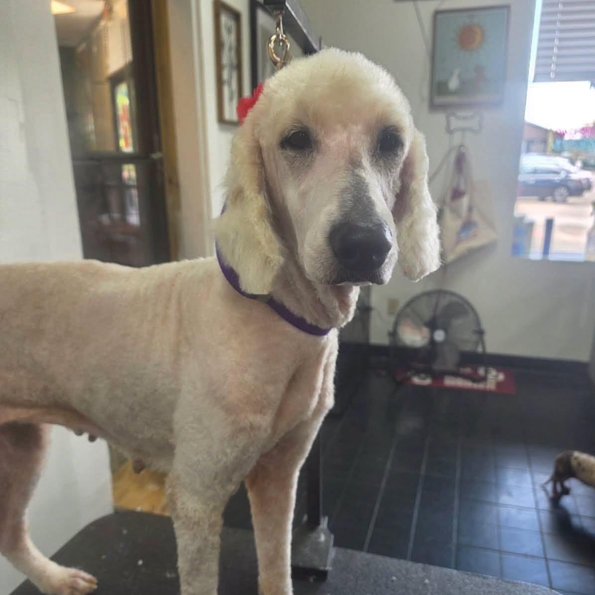 Journey, Adoptable, Adult Female Poodle.