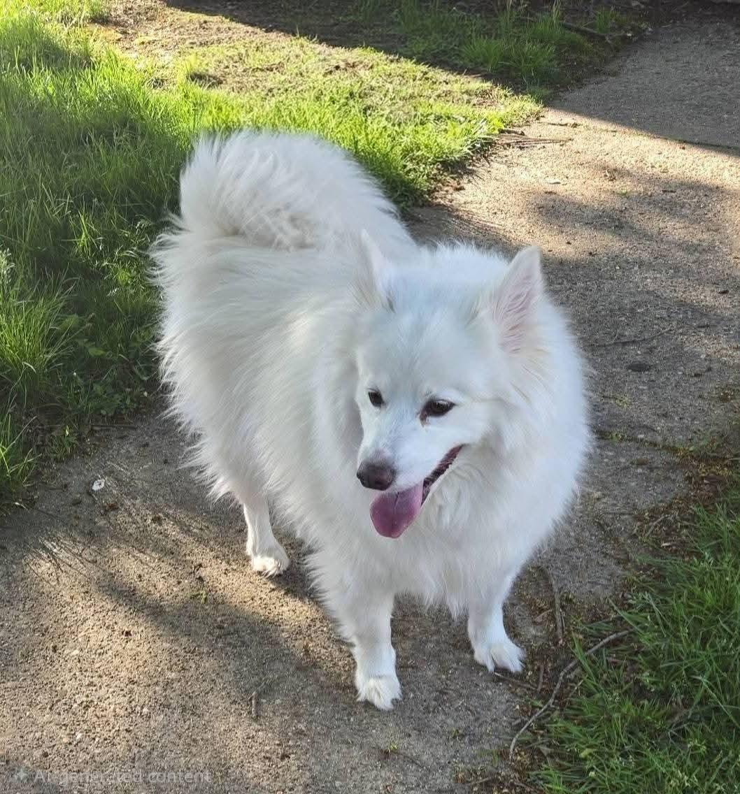 Flynn, an adopted American Eskimo Dog in Seville, OH image 3/3