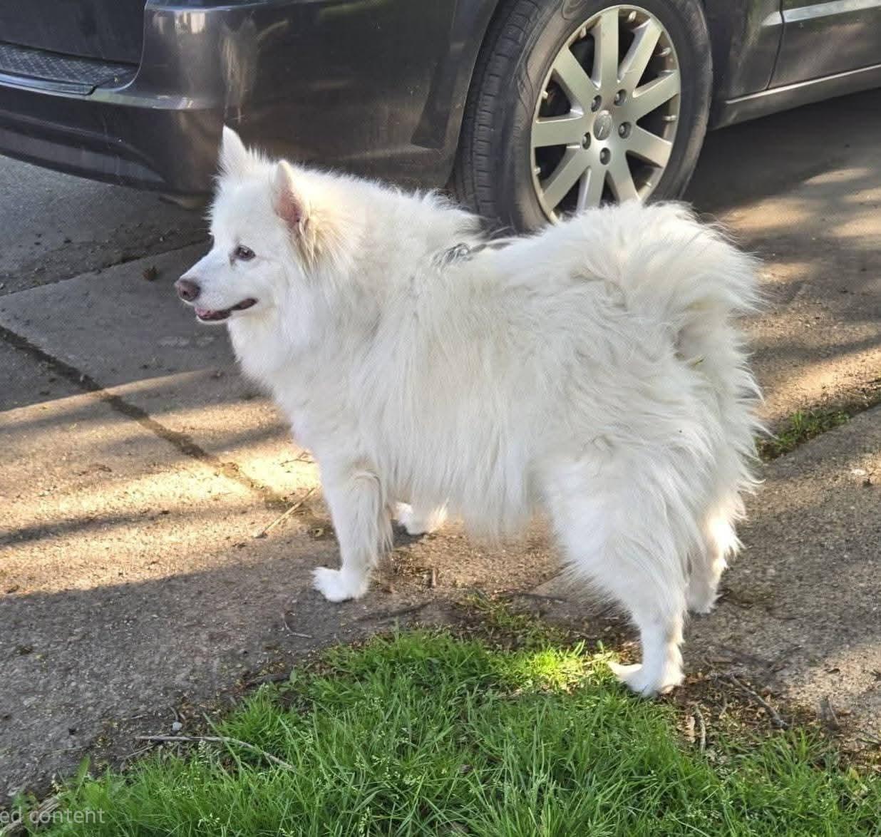 Flynn, an adopted American Eskimo Dog in Seville, OH image 2/3