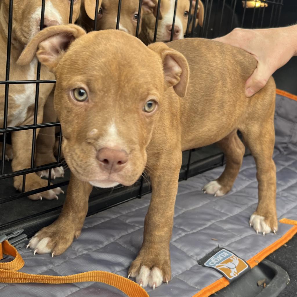 Phenix, Adoptable, Young Female Pit Bull Terrier.