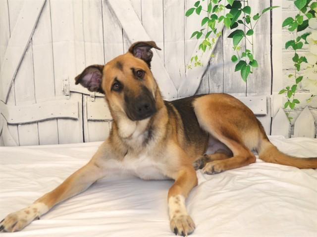 BAYLAR, Adoptable, Young Male German Shepherd Dog & Mixed Breed.
