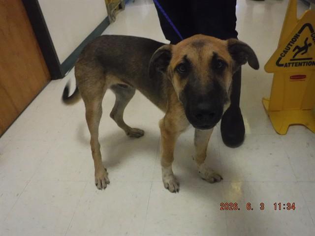 BAYLAR, Adoptable, Young Male German Shepherd Dog & Mixed Breed.