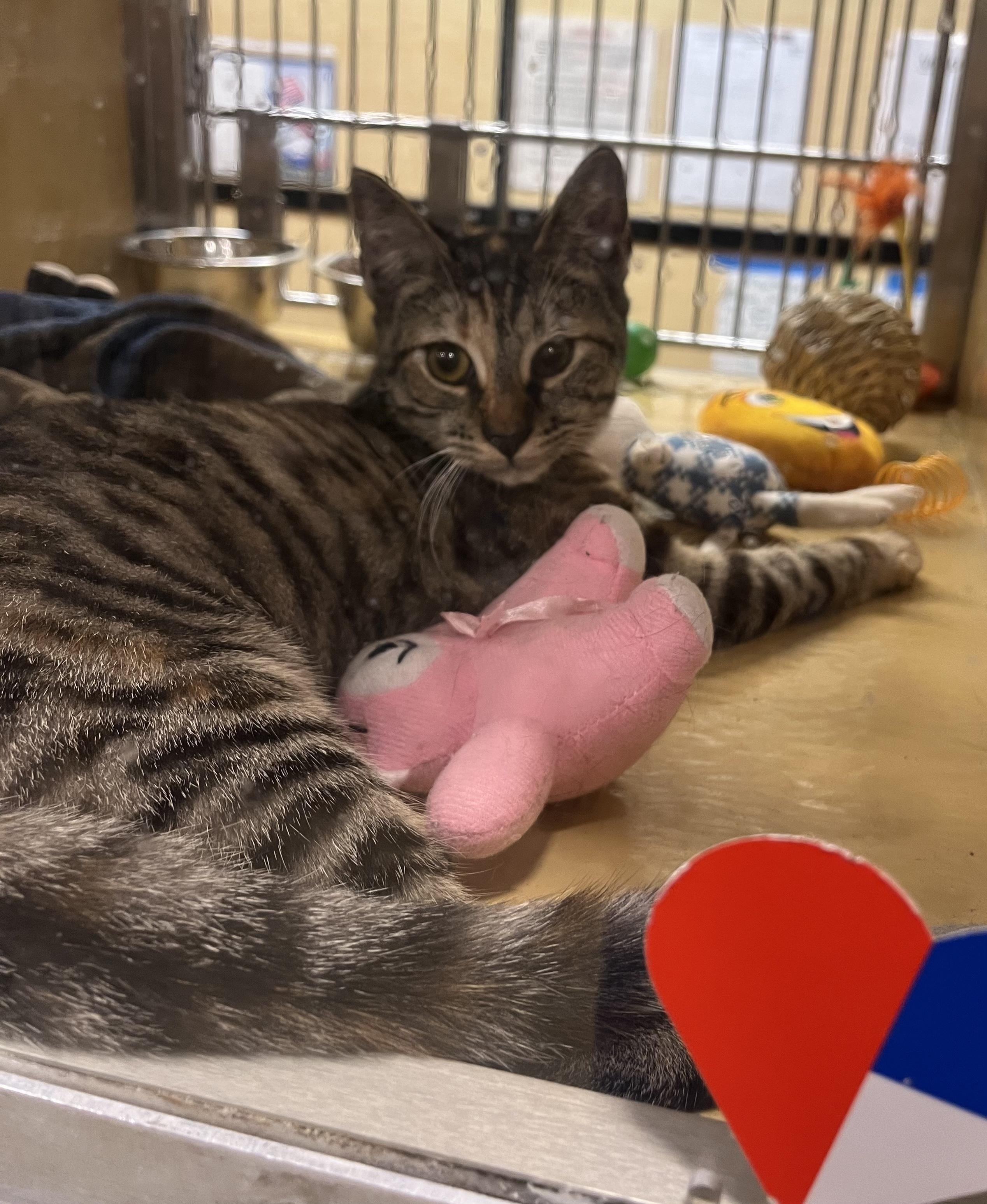 Enlarge Tom, a Adopted American Shorthair in Charlotte, NC image 3/4