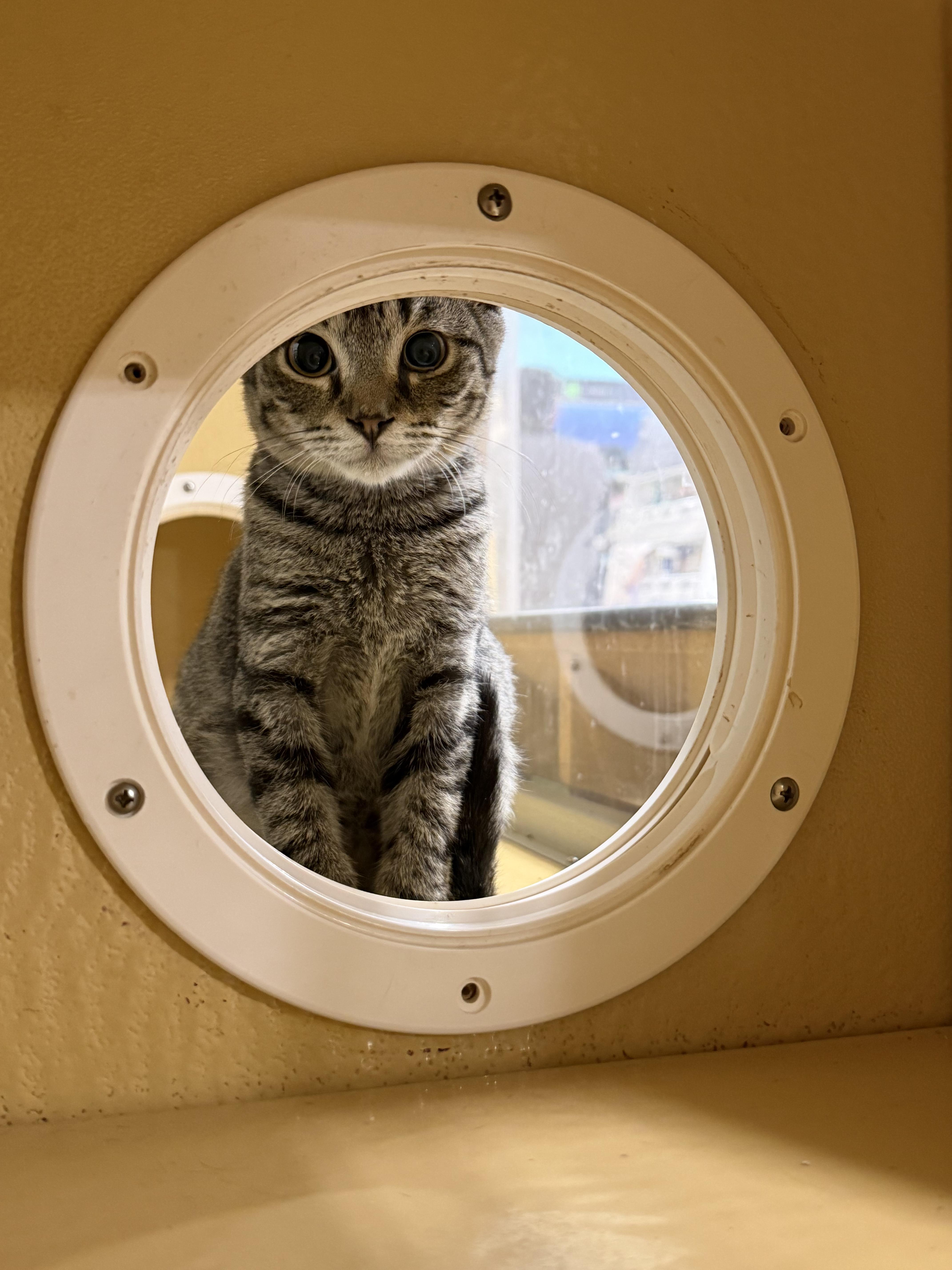 Enlarge Tom, a Adopted American Shorthair in Charlotte, NC image 2/4