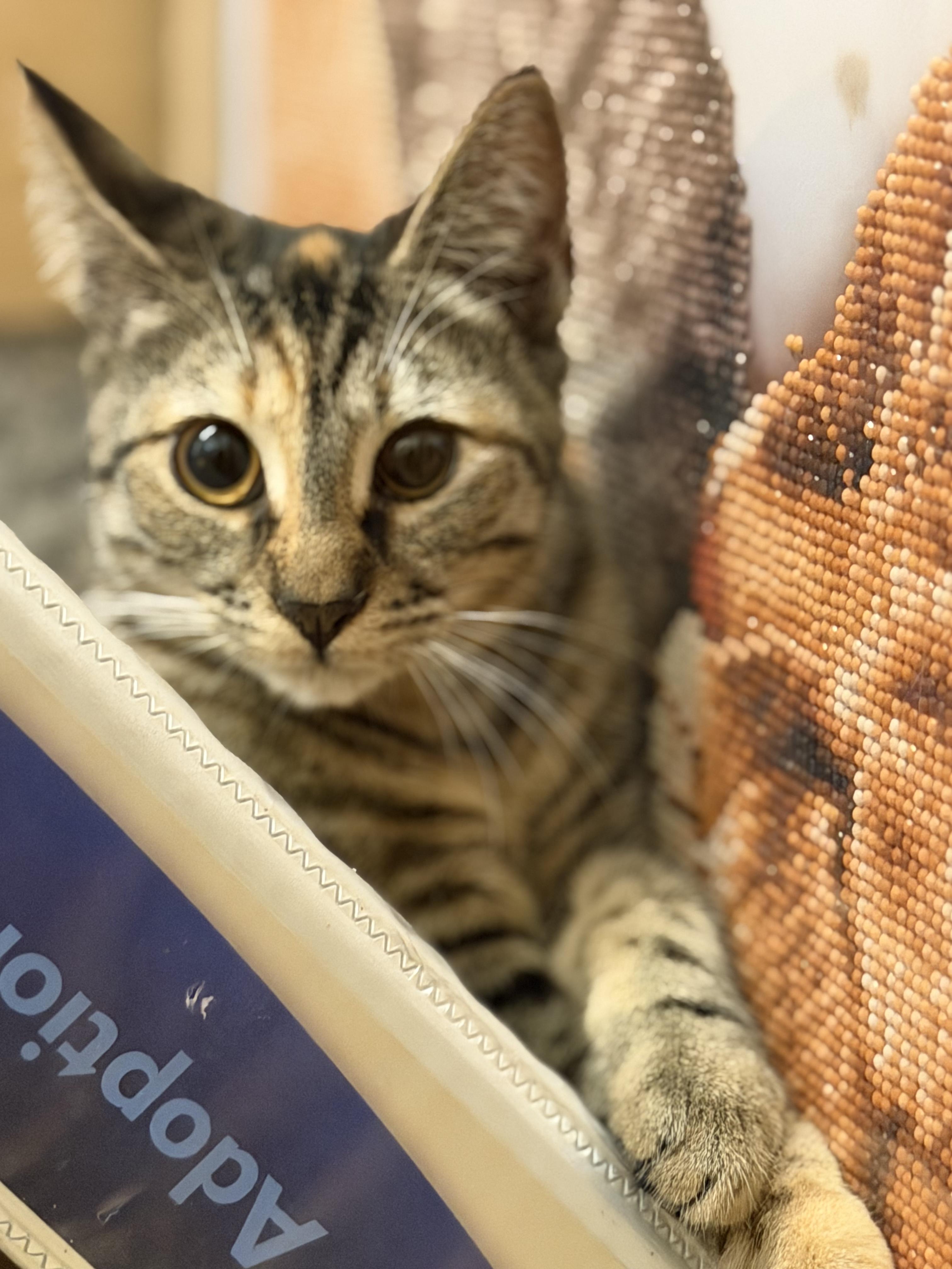 Enlarge Tom, a Adopted American Shorthair in Charlotte, NC image 4/4