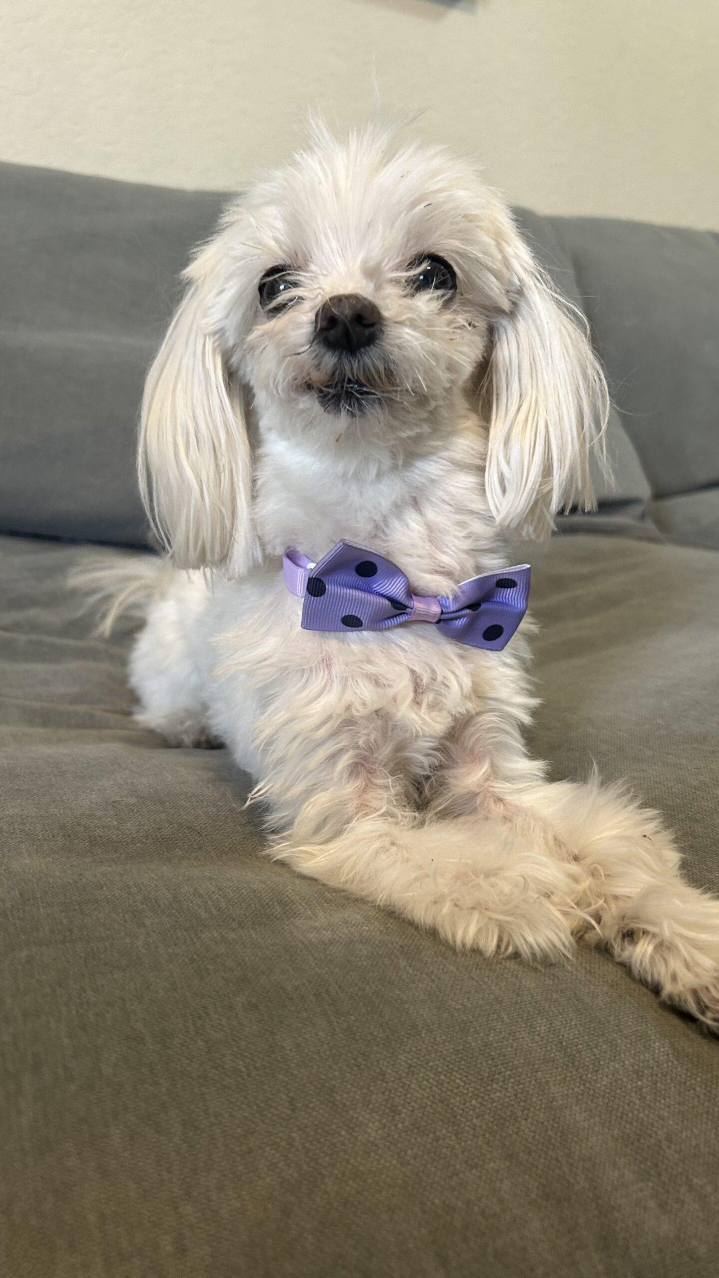 Tiny, Adoptable, Senior Female Maltese.