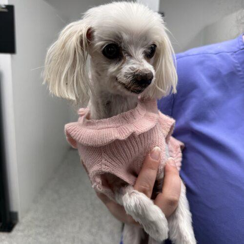 Tiny, Adoptable, Senior Female Maltese.