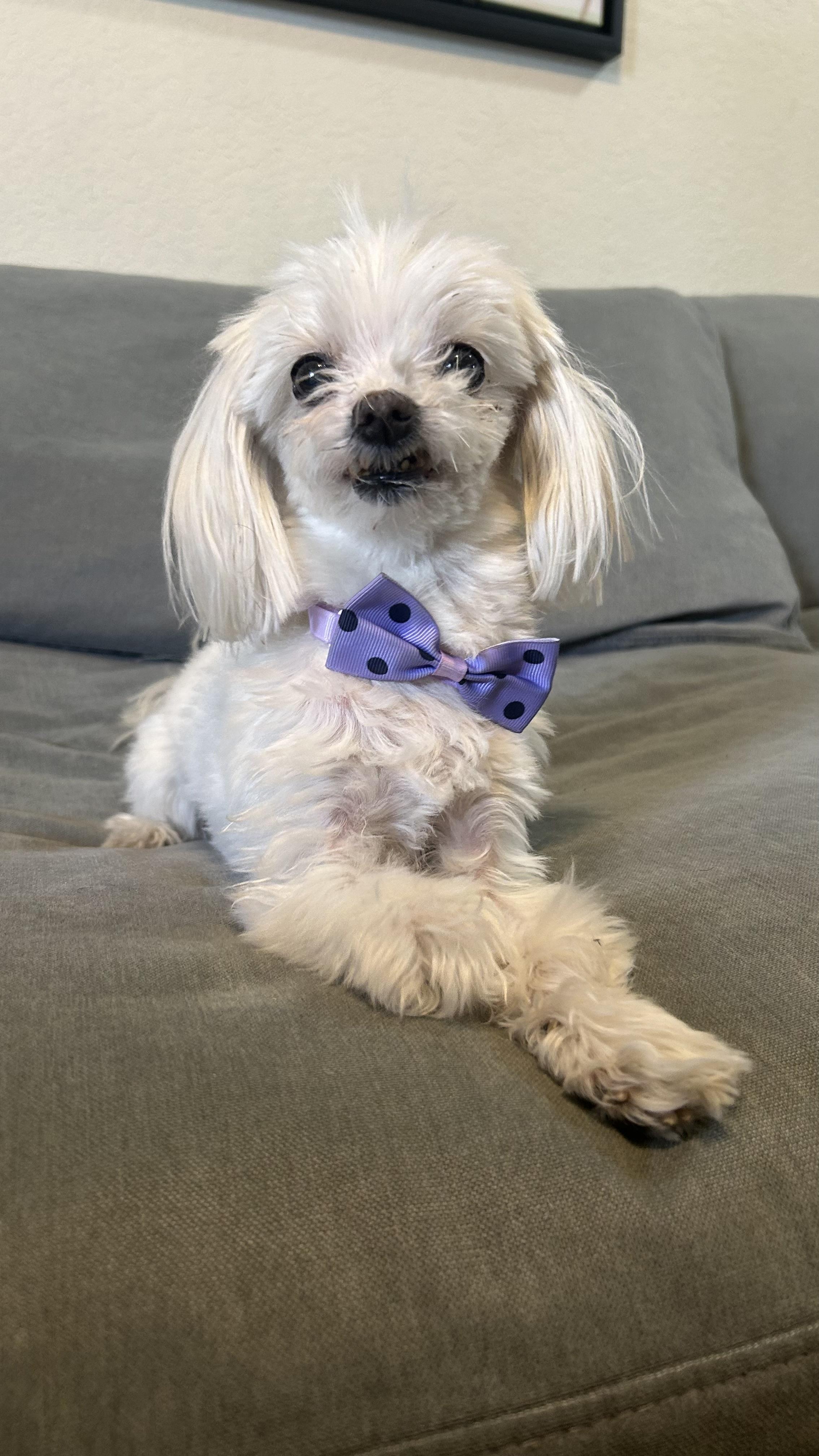 Enlarge Tiny, a Adoptable Maltese in Plantation, FL image 2/2