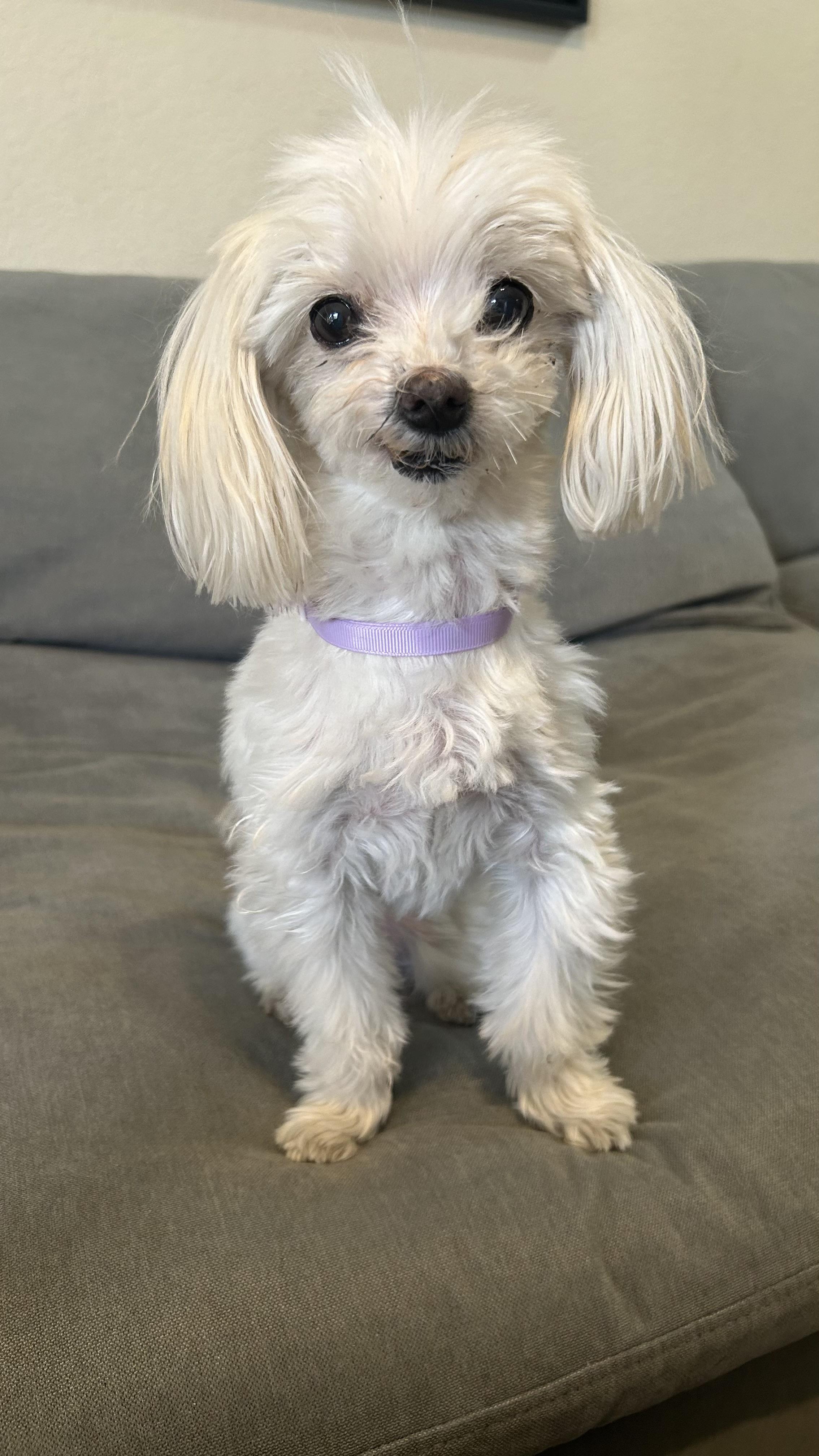 Tiny, Adoptable, Senior Female Maltese.