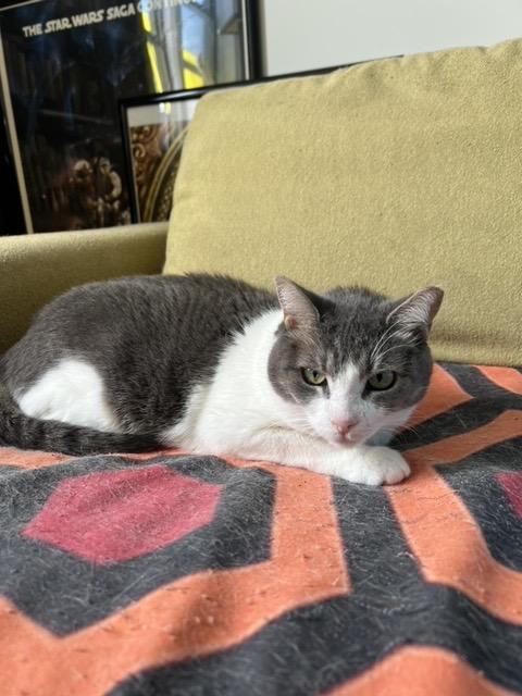 Rabbit: Courtesy Post, Adoptable, Adult Female Domestic Short Hair.