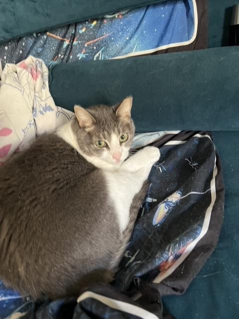 Enlarge Rabbit: Courtesy Post, a Adoptable mixed breed in New York, NY image 2/6