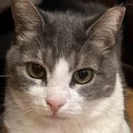 Enlarge Rabbit: Courtesy Post, a Adoptable mixed breed in New York, NY image 2/6