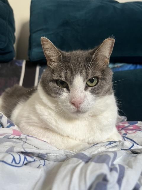 Rabbit: Courtesy Post, Adoptable, Adult Female Domestic Short Hair.