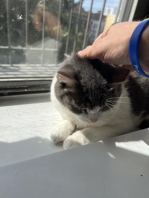 Enlarge Rabbit: Courtesy Post, a Adoptable mixed breed in New York, NY image 4/6