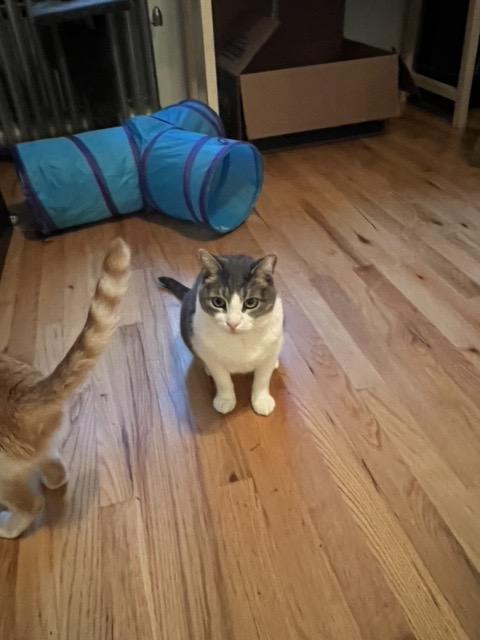 Enlarge Rabbit: Courtesy Post, a Adoptable mixed breed in New York, NY image 4/6