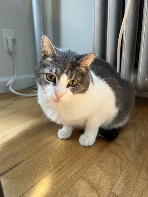 Enlarge Rabbit: Courtesy Post, a Adoptable mixed breed in New York, NY image 5/6