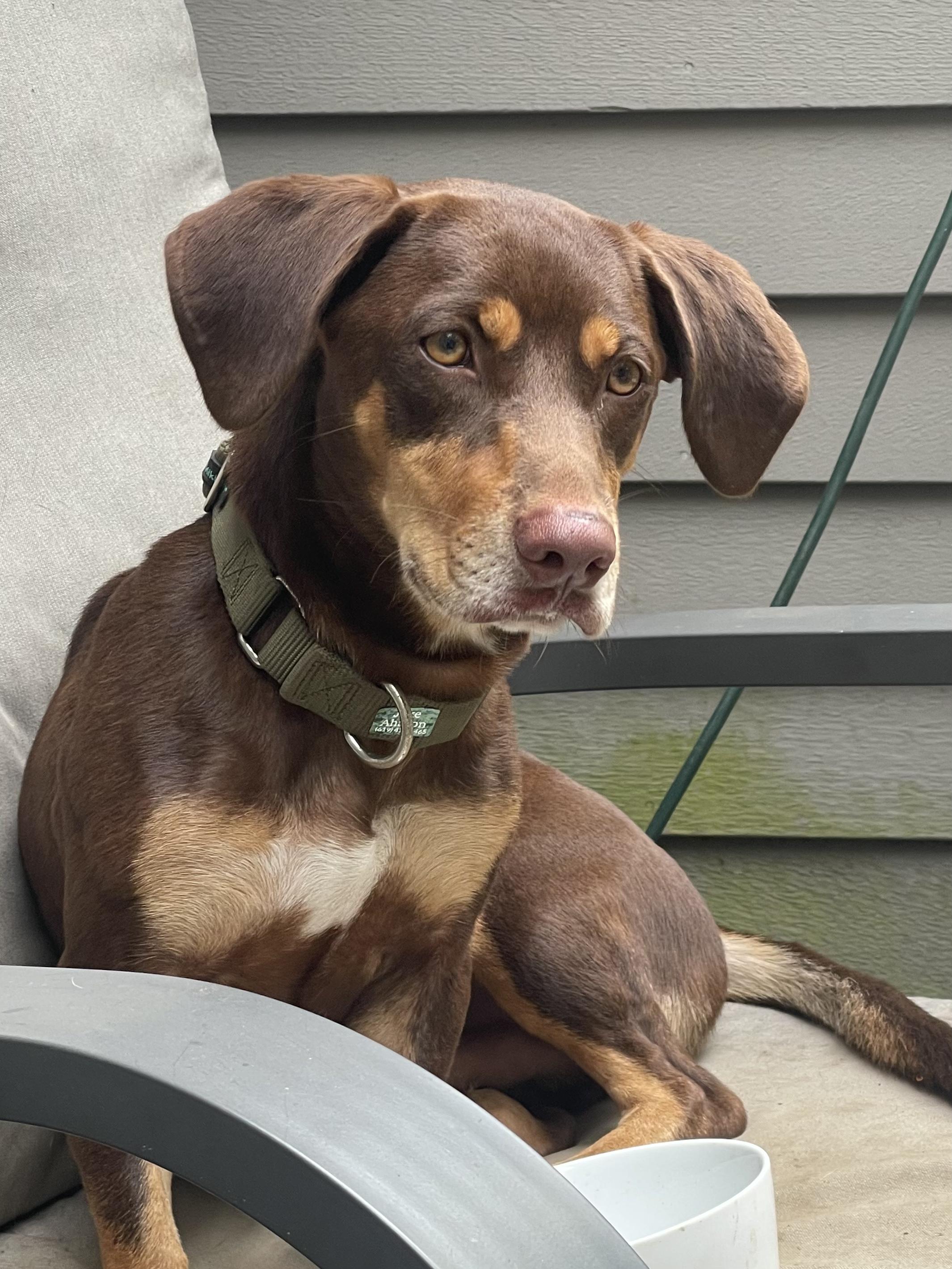 Enlarge Bam Bam, a Adoptable mixed breed in Ridgefield, CT image 3/4