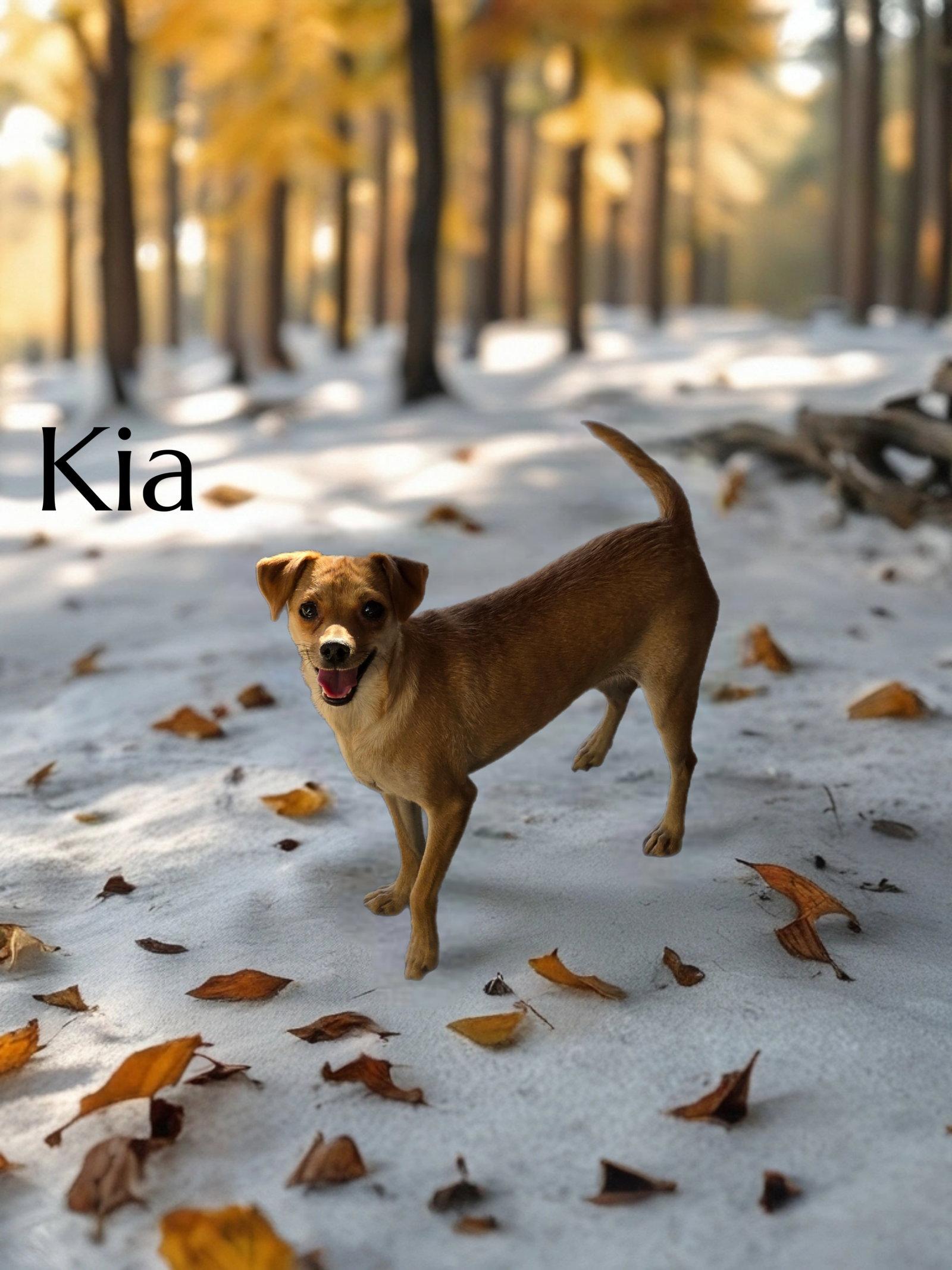 Kia, Adopted, Young Female Chihuahua.