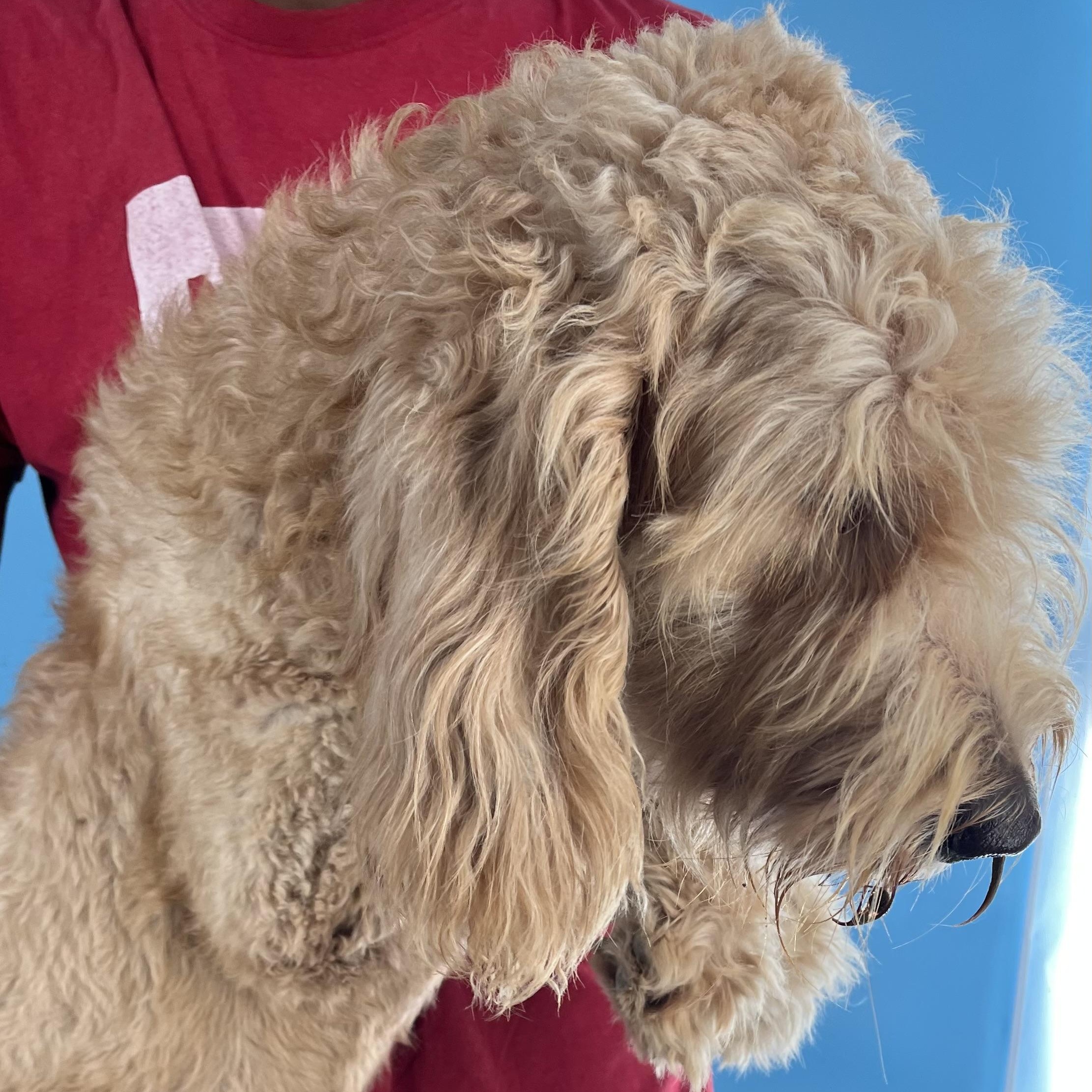 Gabby - Local Sept 26-28