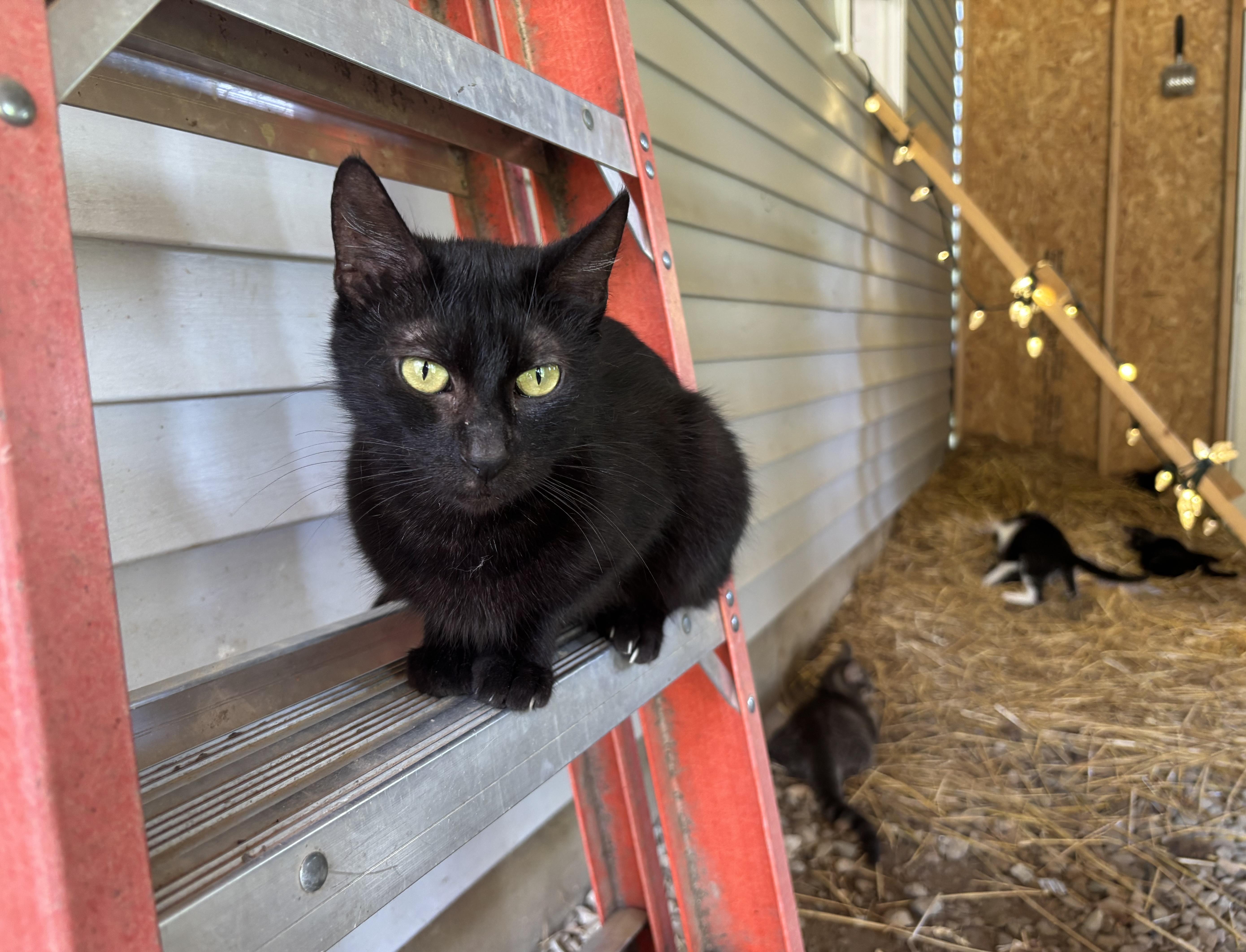 Onyx, Adult Female Domestic Short Hair