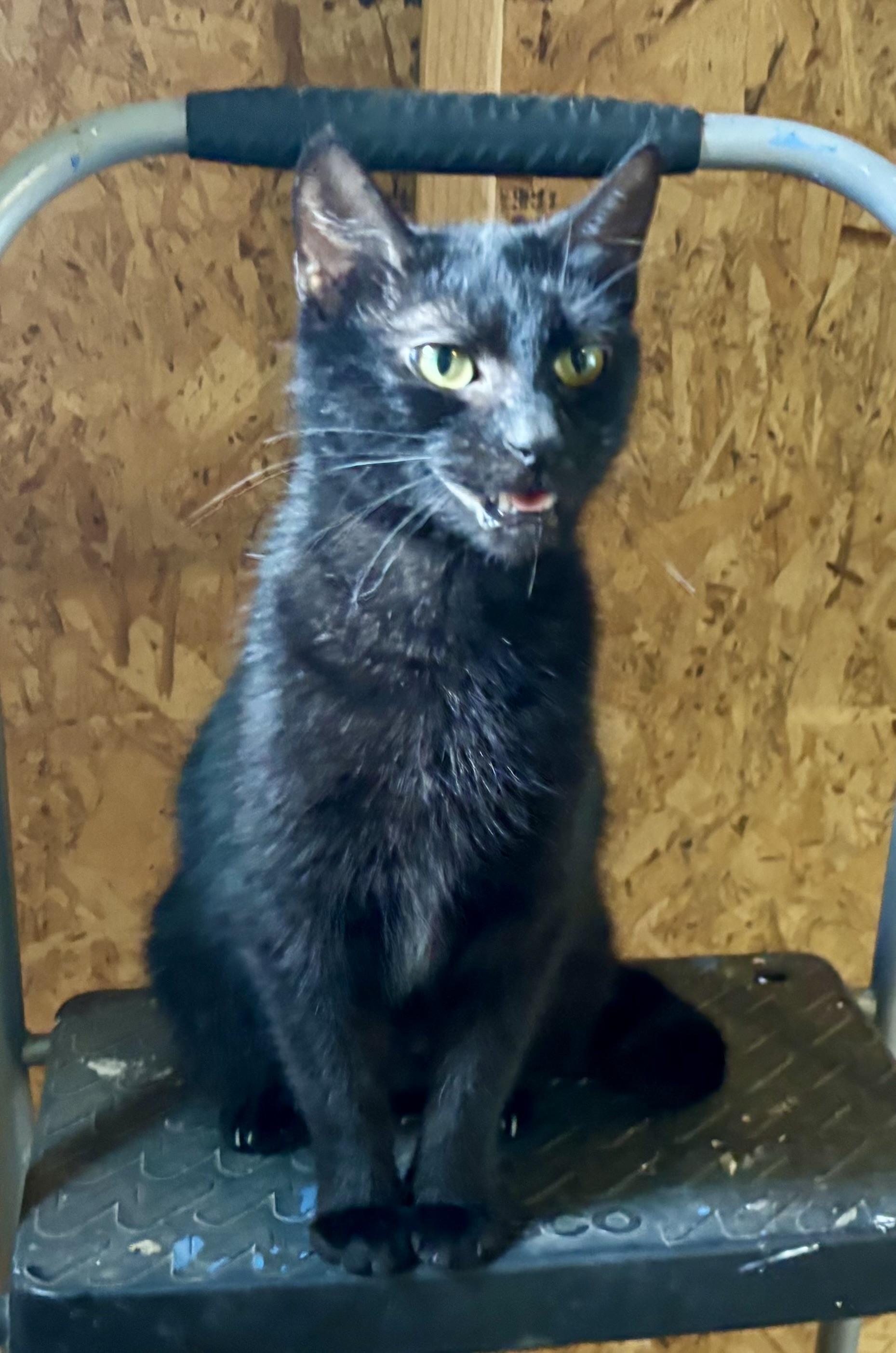 Onyx, an adoptable Domestic Short Hair in Melbourne, AR, 72556 | Photo Image 2