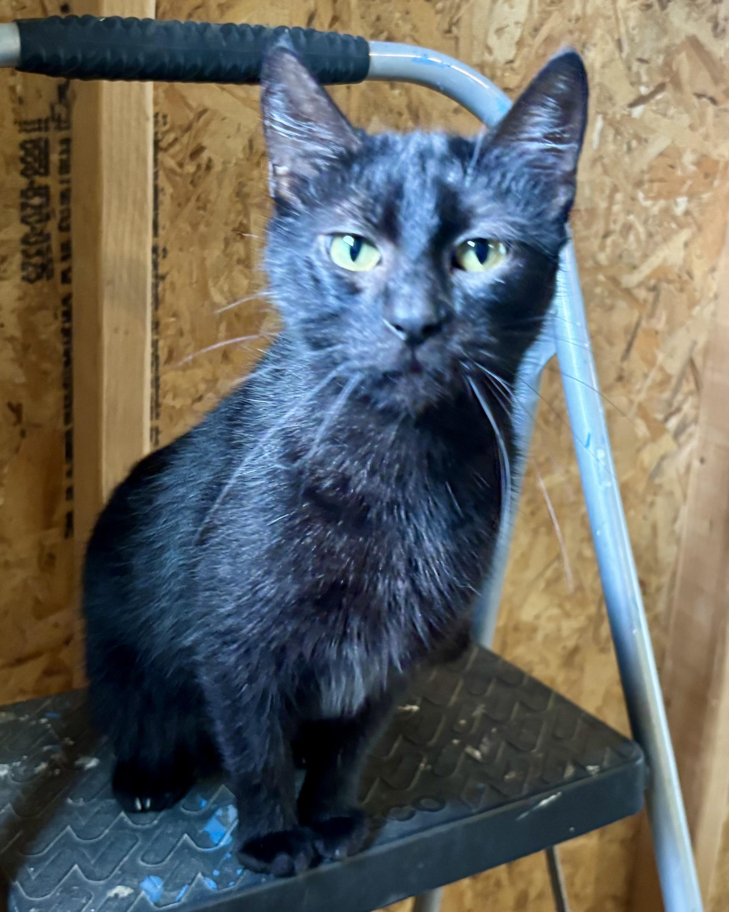 Onyx, an adoptable Domestic Short Hair in Melbourne, AR, 72556 | Photo Image 3