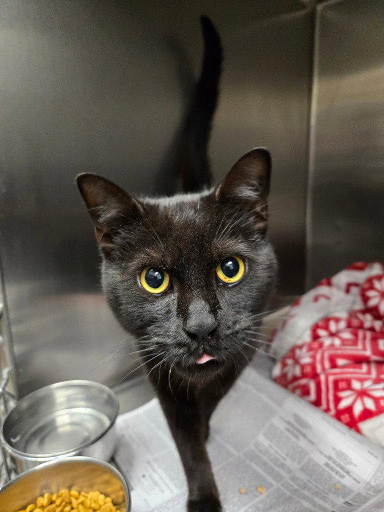 CI 169 Midnight, Adoptable, Adult Female Domestic Short Hair.
