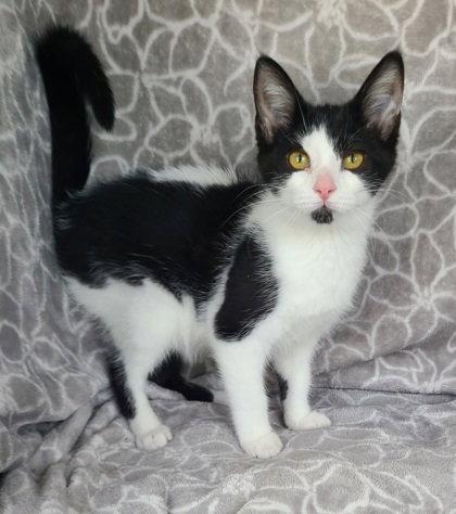 7124 (Dottie), Adoptable, Kitten Female Domestic Short Hair.