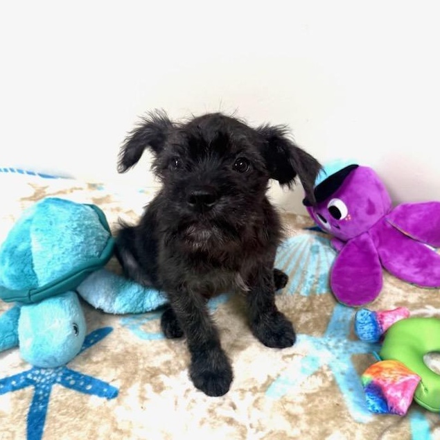 Axel, adopted, Puppy Male Terrier.