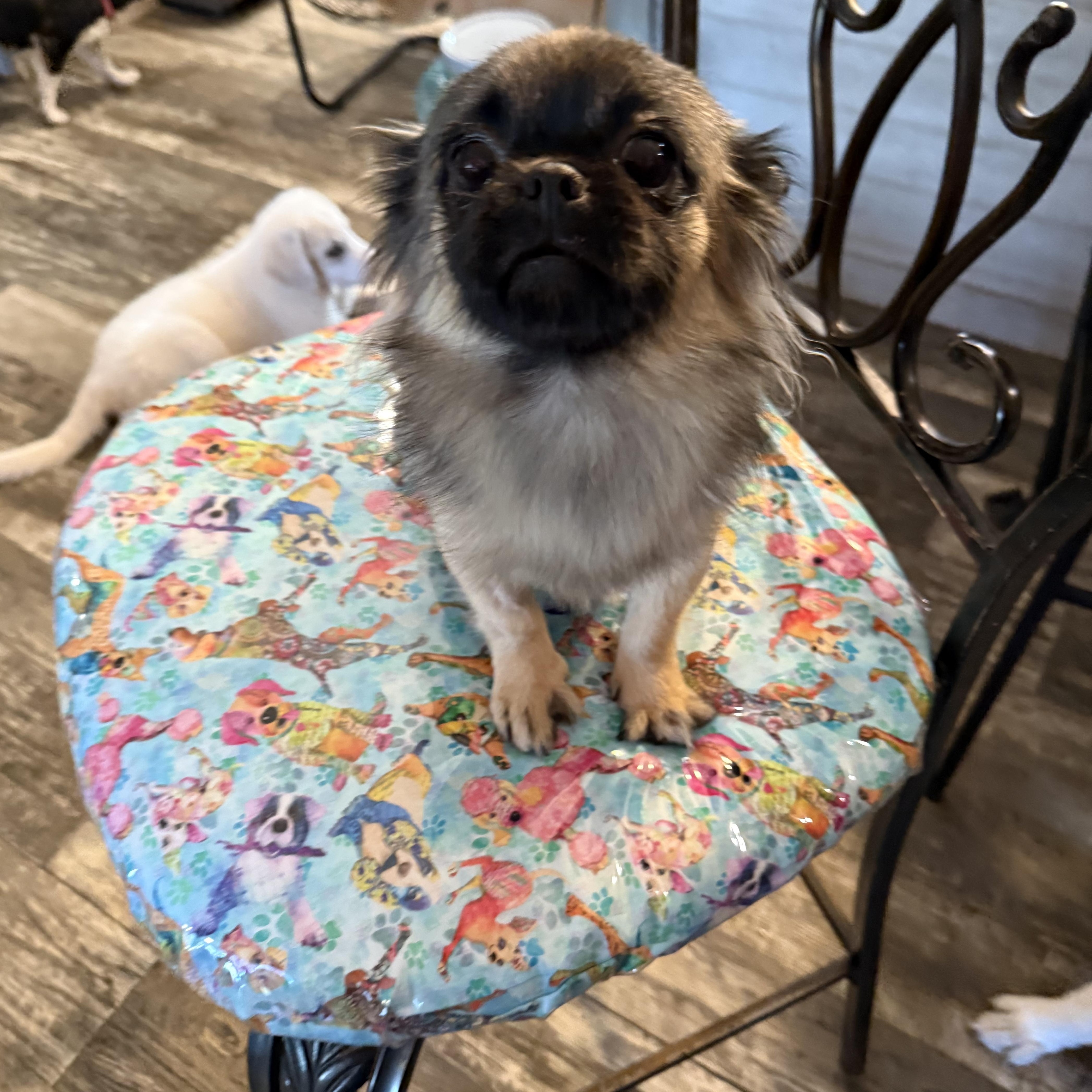 Pekingese for Adoption in Norwalk, Connecticut | Petfinder