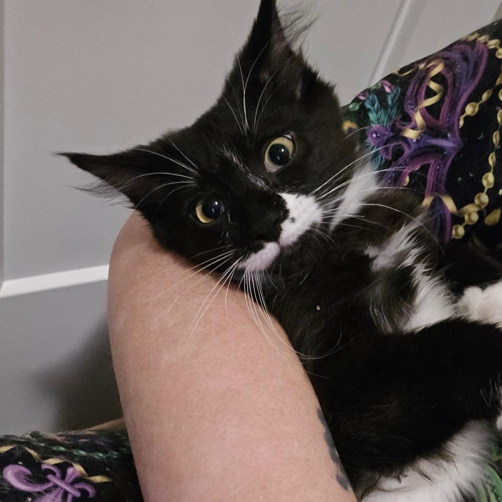 Bubble Wrap, a Adoptable Domestic Medium Hair in Abbotsford, BC image 1/6