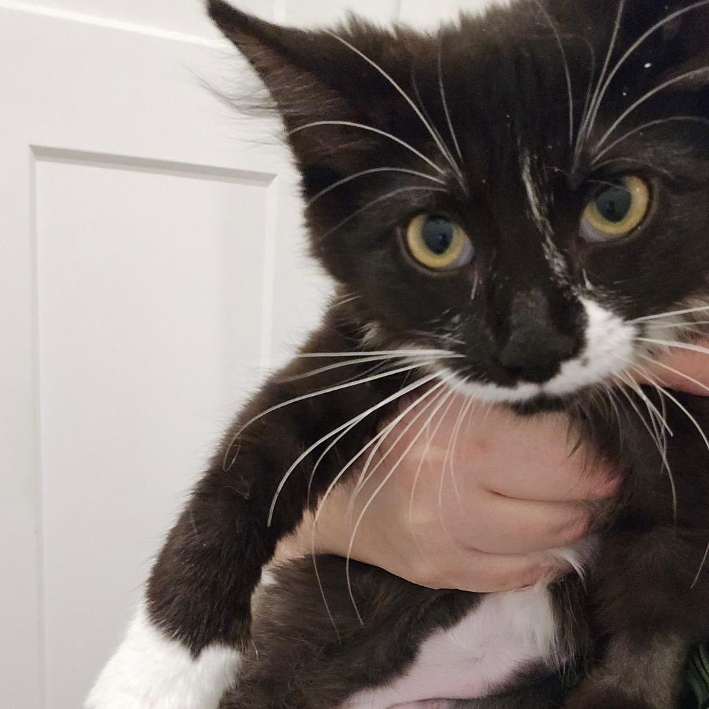 Bubble Wrap, a Adoptable Domestic Medium Hair in Abbotsford, BC image 2/6