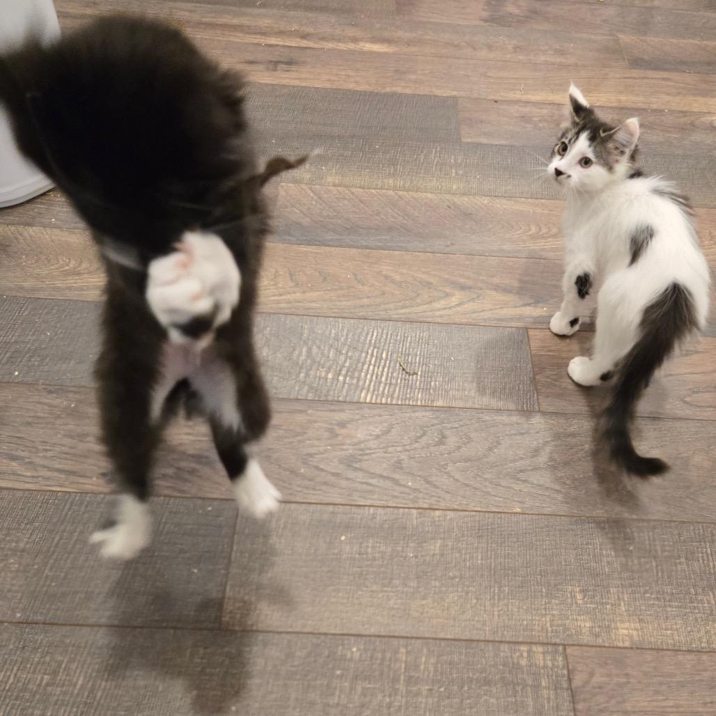 Bubble Wrap, a Adoptable Domestic Medium Hair in Abbotsford, BC image 3/6