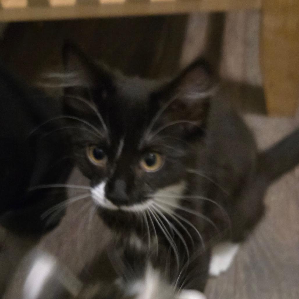 Bubble Wrap, a Adoptable Domestic Medium Hair in Abbotsford, BC image 4/6