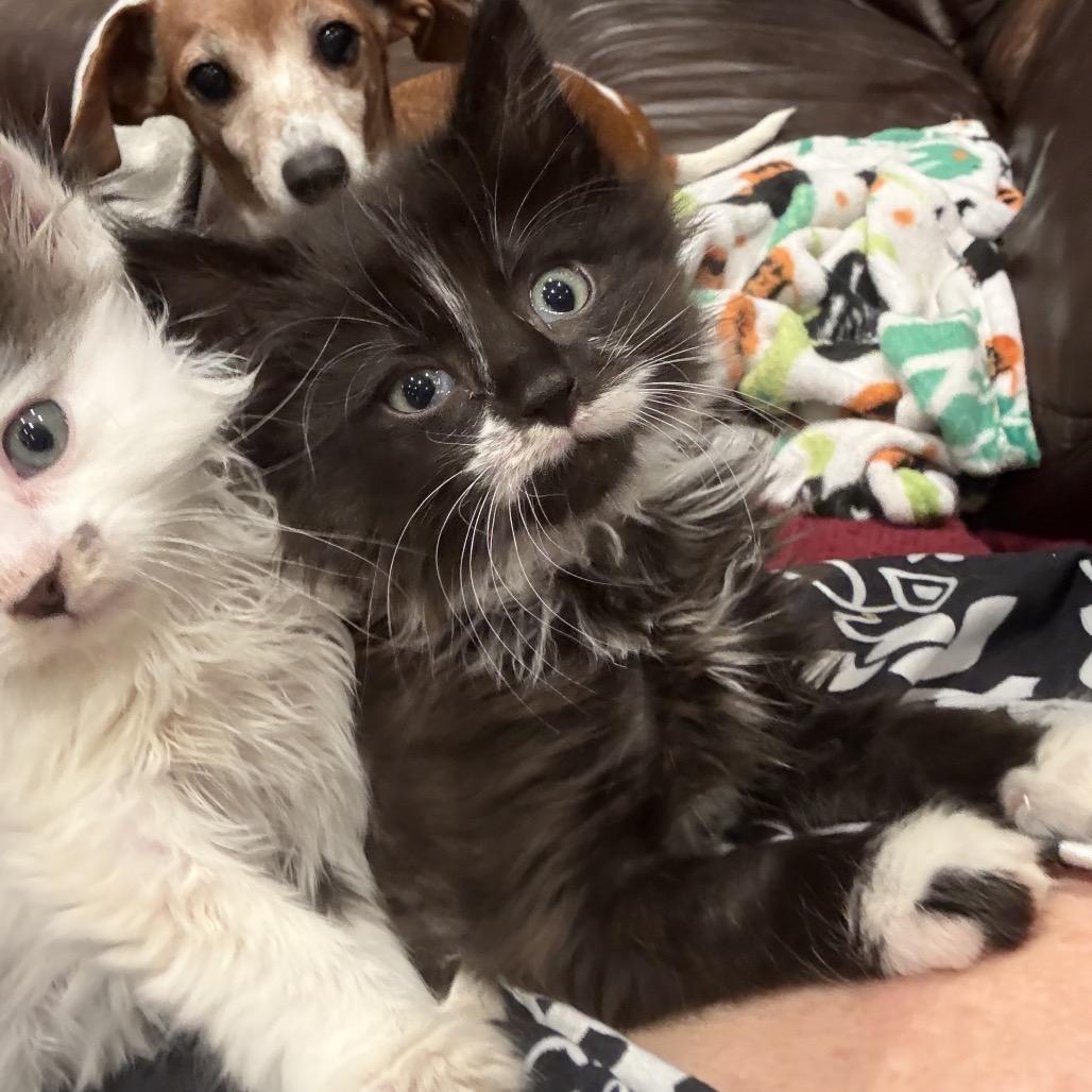 Bubble Wrap, a Adoptable Domestic Medium Hair in Abbotsford, BC image 5/6