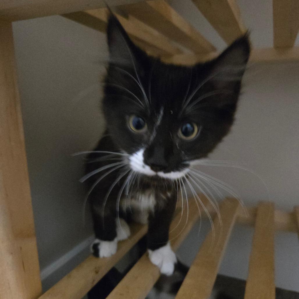 Bubble Wrap, a Adoptable Domestic Medium Hair in Abbotsford, BC image 6/6