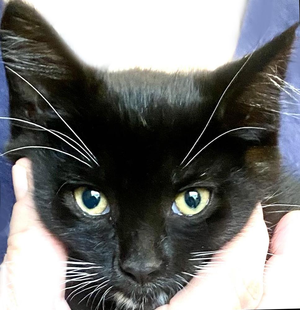 Defiance, ADOPTABLE, Young Male Domestic Short Hair.