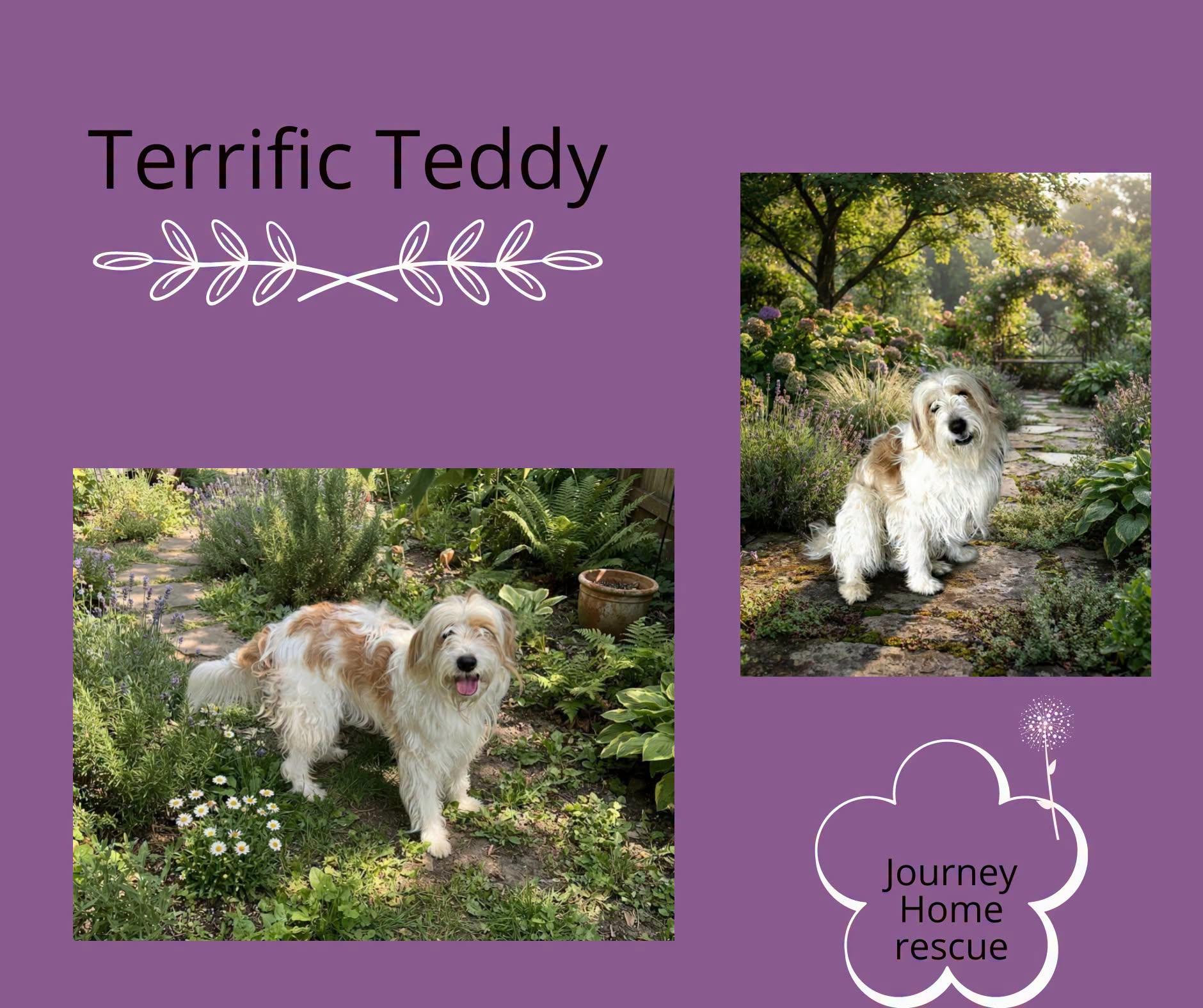 Enlarge Terrific Teddy, a Adoptable mixed breed in East Wenatchee, WA image 1/1