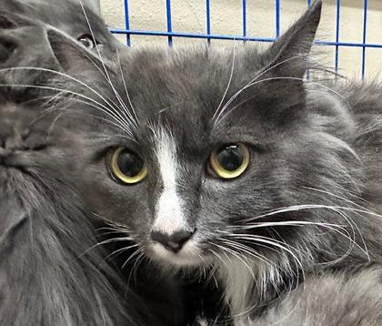 Sage, an adoptable Domestic Long Hair in Redmond, OR, 97756 | Photo Image 1