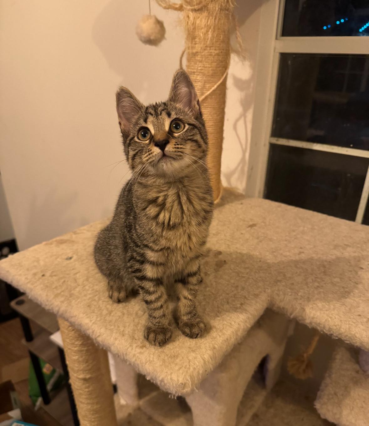 Enlarge Chase, an adopted Domestic Short Hair in Miami, FL image 1/4