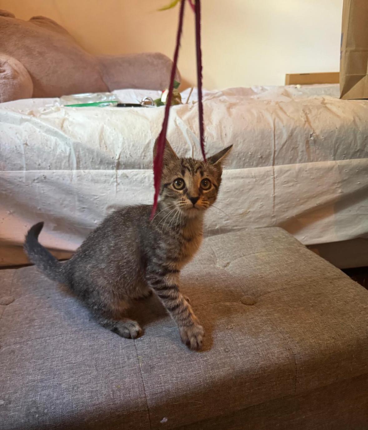 Enlarge Chase, an adopted Domestic Short Hair in Miami, FL image 3/4