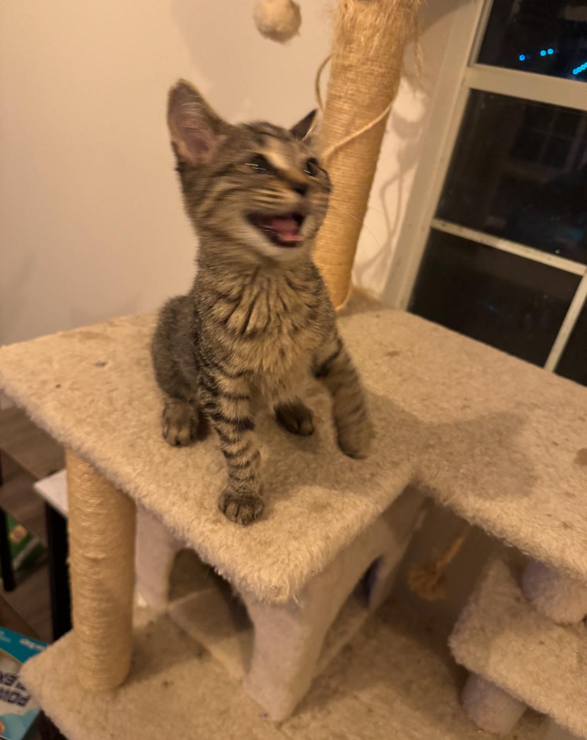 Enlarge Chase, an adopted Domestic Short Hair in Miami, FL image 4/4