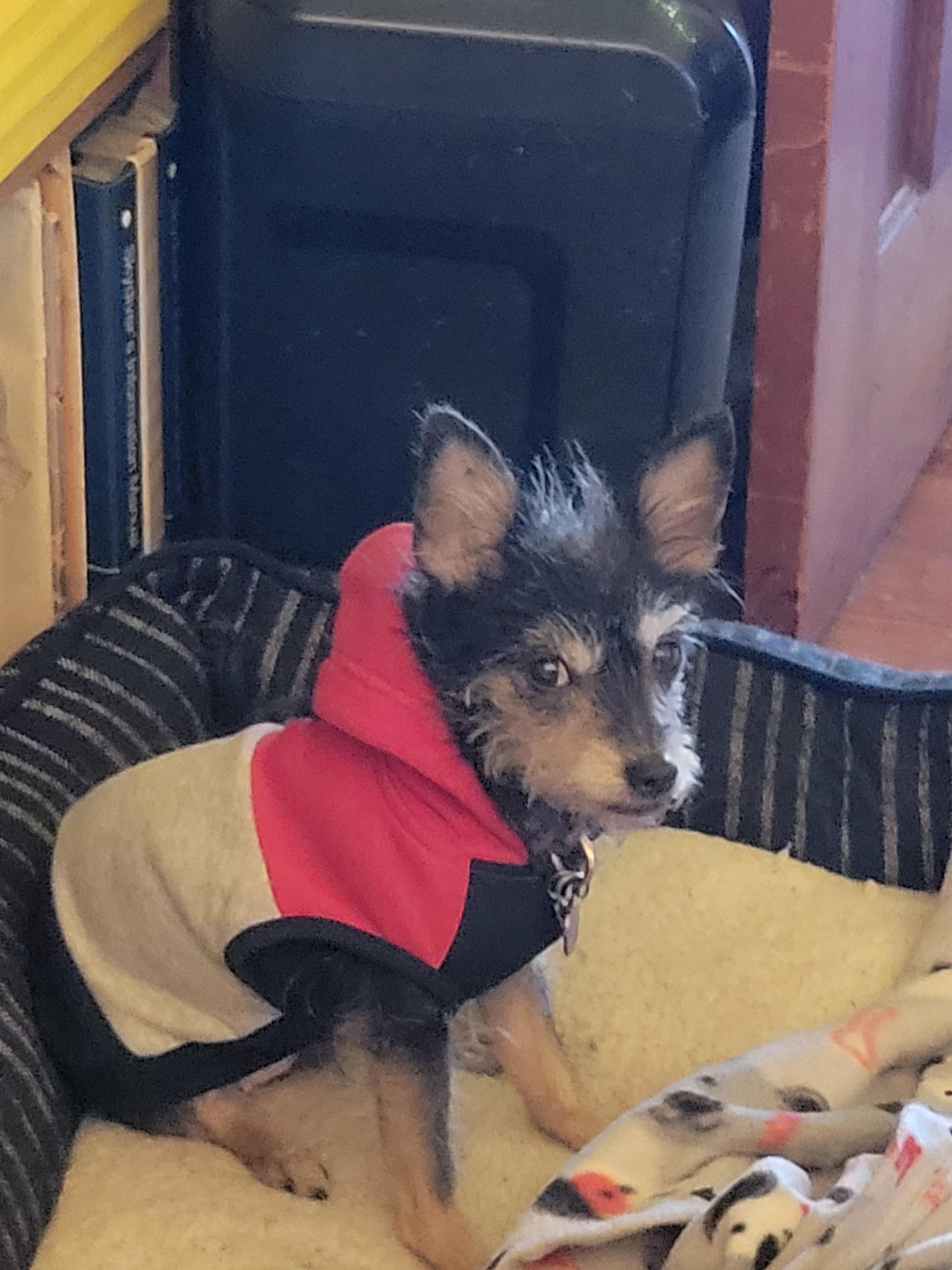 Enlarge Willa, a ADOPTABLE Yorkshire Terrier in Oregon, IL image 1/2